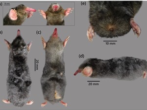 Phát hiện loài chuột chũi mới cho khoa học